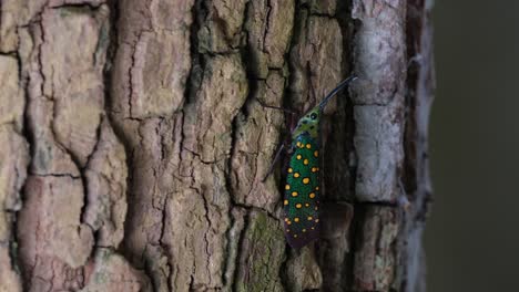 descansando luego de repente se mueve para ajustar su cuerpo y moverse un poco en una corteza áspera de un árbol, saiva gemmata linterna bug, tailandia