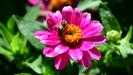 bee collecting pollen from flower