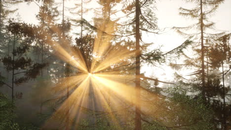 sunrise in a misty forest