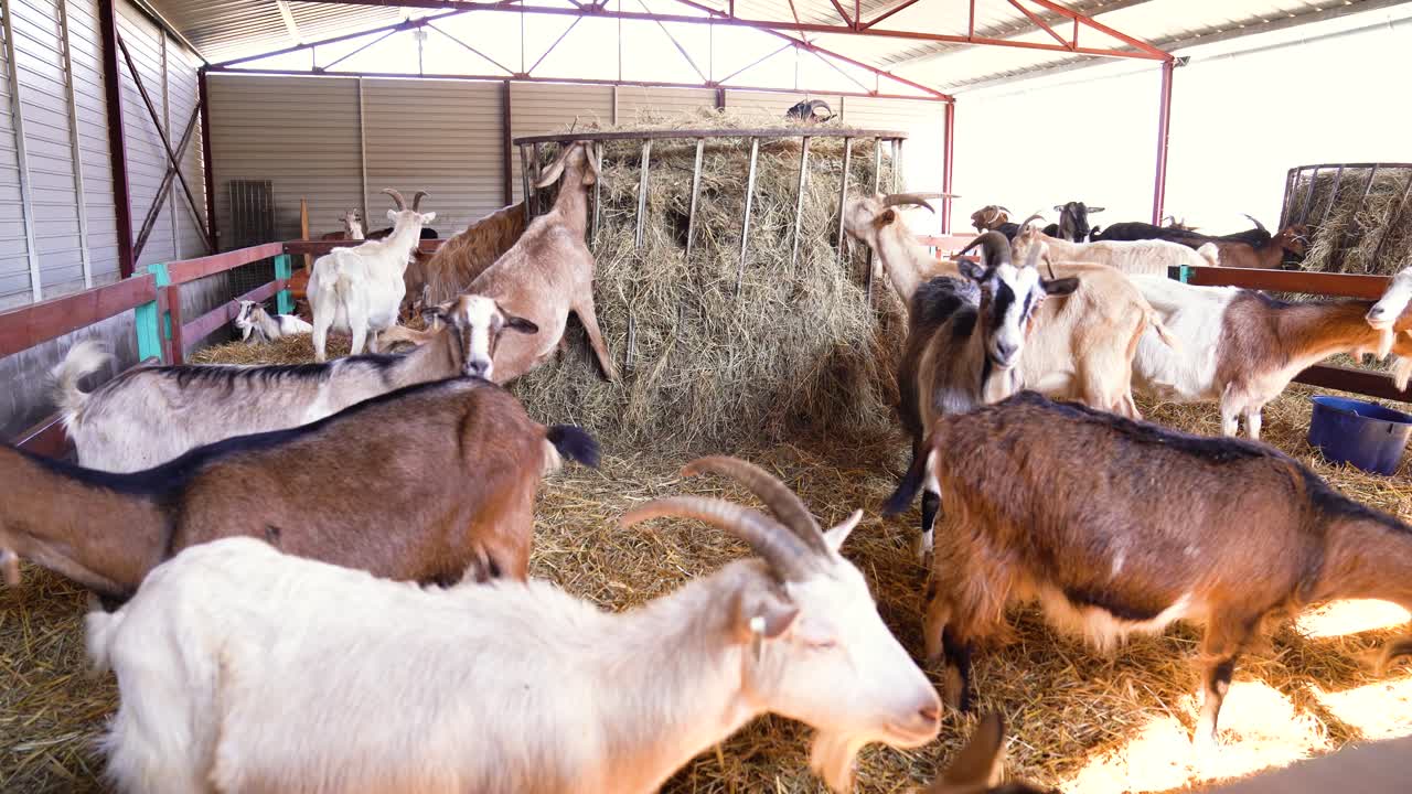 Wide shot of goats eating in their enclosure in a farm, indoor