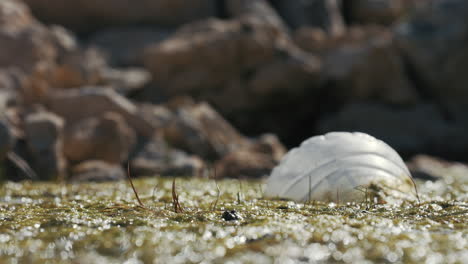 Zeitlupe-Eines-Frosches,-Der-In-Den-Fluss-Springt