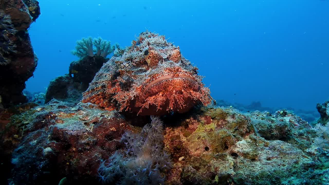 A well-camouflaged scorpionfish rests on a colorful reef in Mauritius. A master of disguise, blending seamlessly into the coral environment. Underwater scene rich in marine detail.