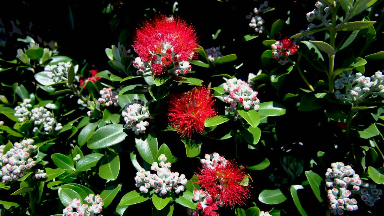 New Zealand Christmas Tree Pōhutukawa with delicate red flower dancing in windy breeze blooming during summer in Wellington NZ Aotearoa