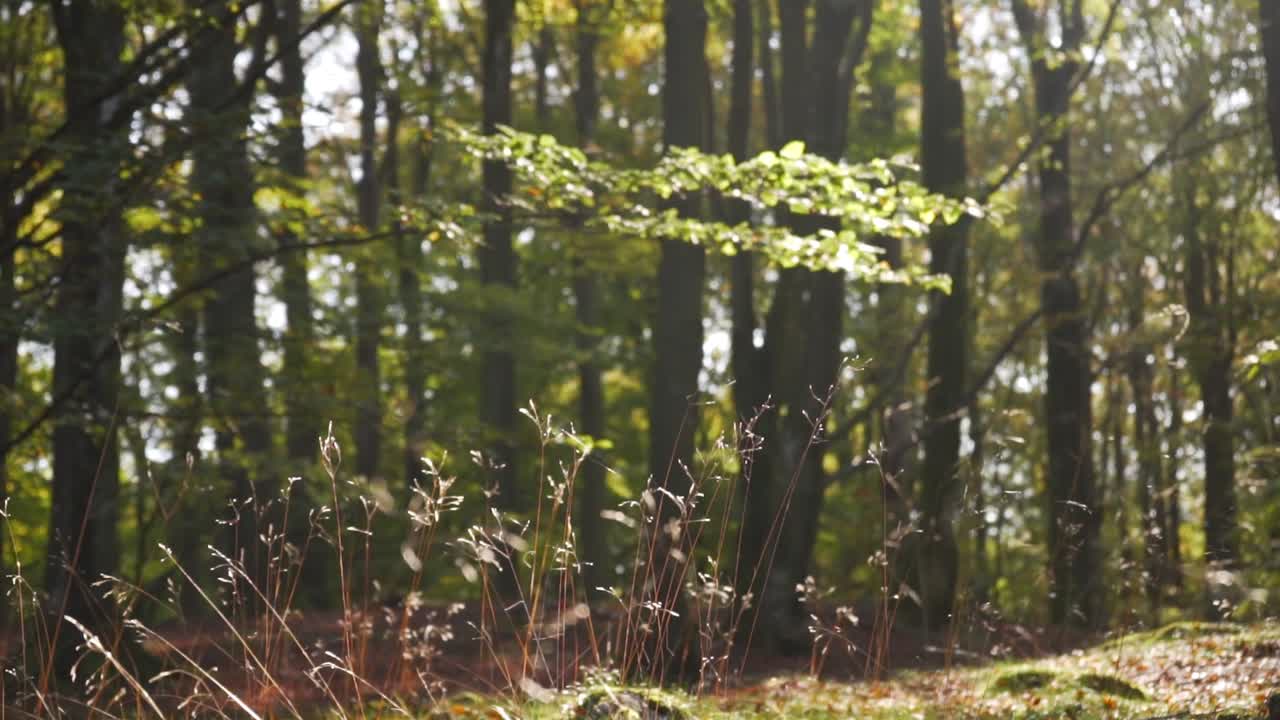 풀이 맑게 빛나는 햇볕이 잘 드는 열린 숲의 비디오