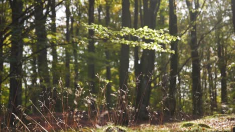 video of a sunny open forest with grass shining in the clear