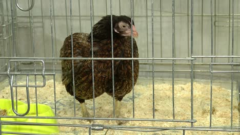 indian battle dwarf chicken cage