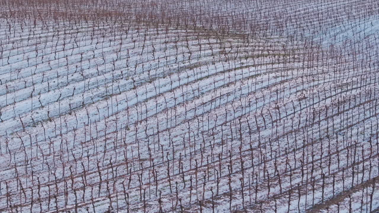 Snow-covered Niagara vineyards in winter, serene, peaceful, outdoors