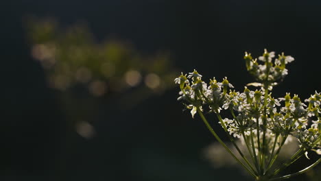 close-up of white wildflowers in sunlight