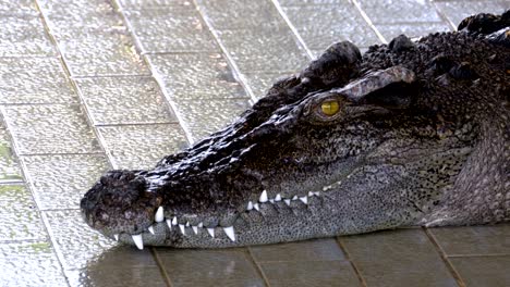 el cocodrilo yace en la piscina del zoológico.