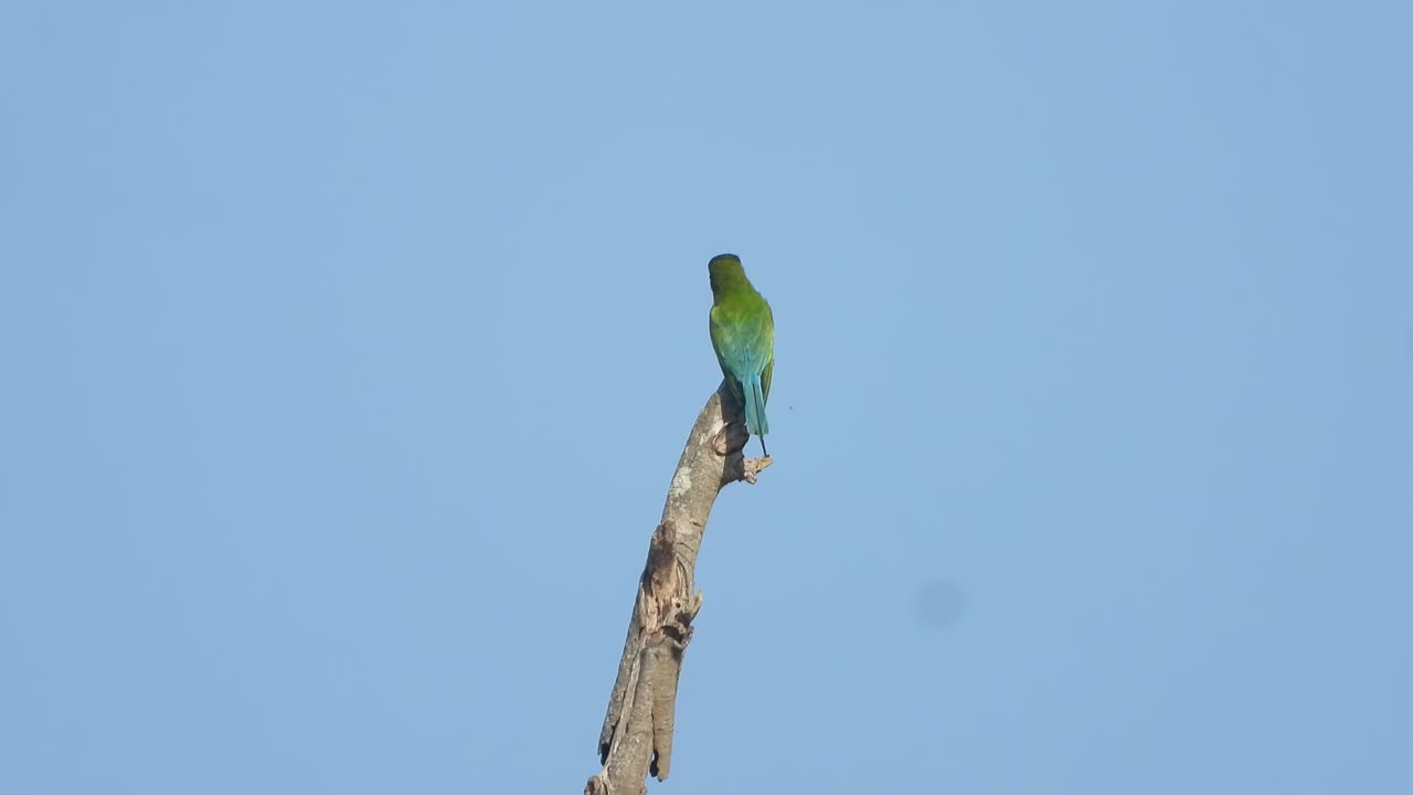 Bee-eater relaxing on stick waiting for hunt .
