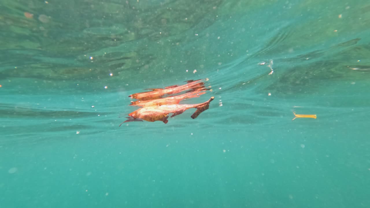 A vibrant leaf drifts through turquoise ocean waters, captured in natural light, creating a serene and tranquil scene