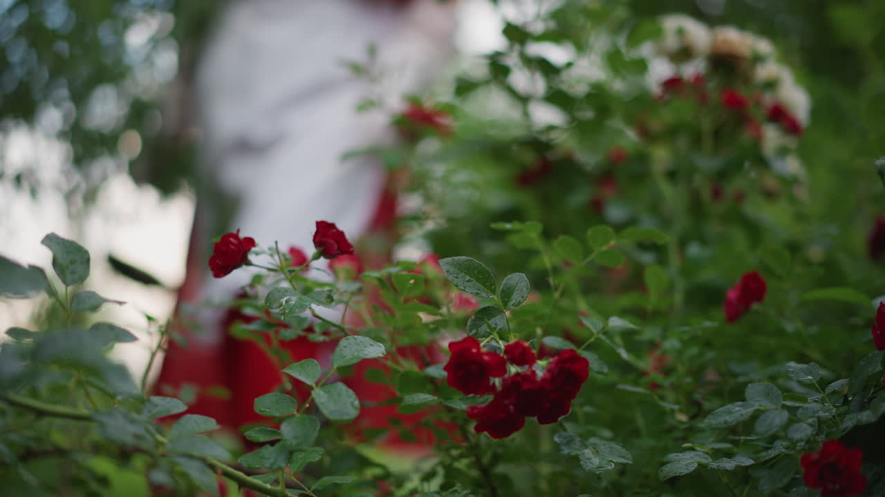 Memórias de jardim em flor. Jardineiro passeia por plantas espinhosas coloridas sob a luz solar intensa. Momento nostálgico de jardineiro caminhando por rosas floridas e figuras sombrias ao sol.