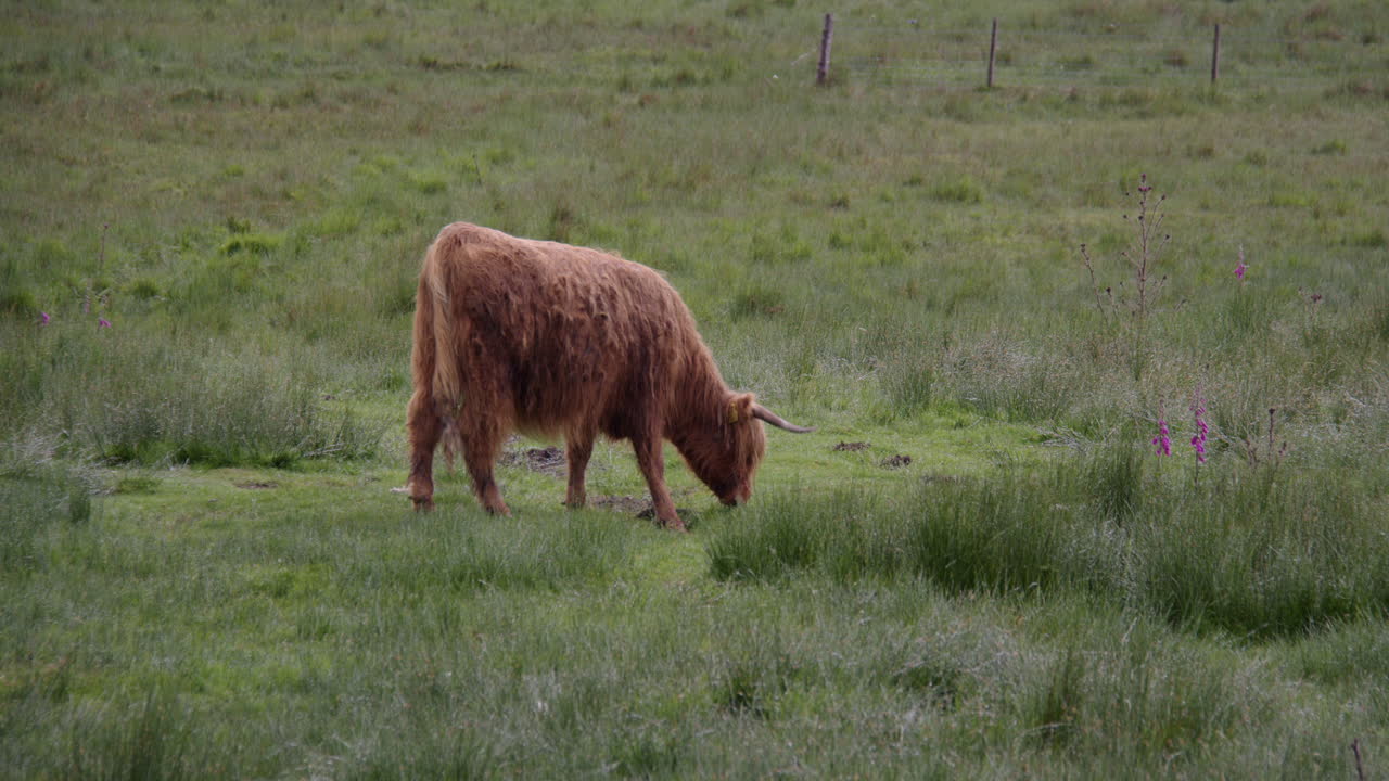 Bovini delle Highlands che camminano e pascolano in un campo a Kilchurn, vicino al castello di Kilchurn sul Loch Awe