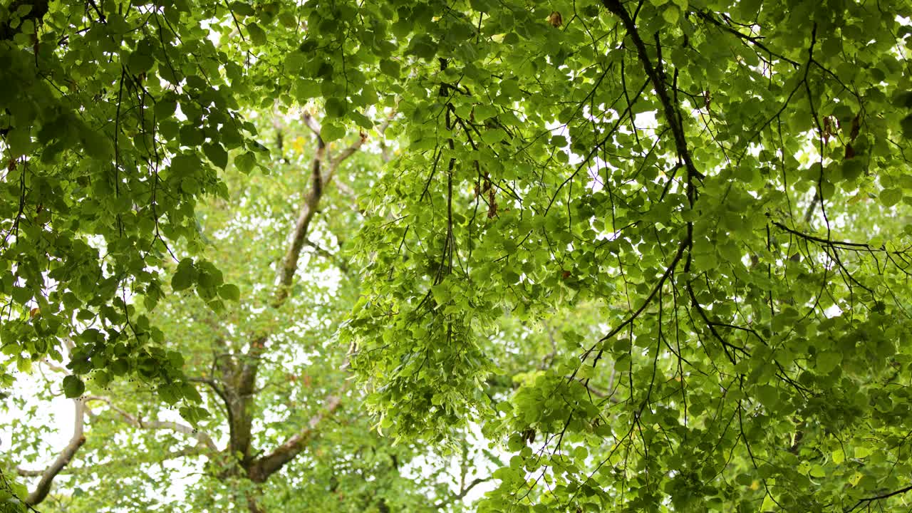 Linden tree branches sway gently overhead in bright daylight, captured from a low angle
