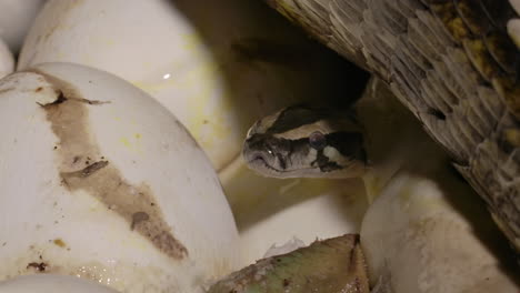 tiny baby python emerging from eggs under its mother on nest