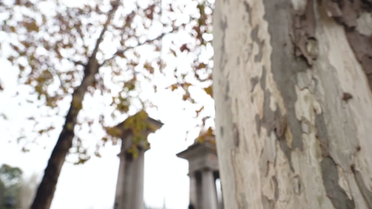 카메라가 나무 주위를 패닝하면서 나무에 초점이 맞춰집니다.