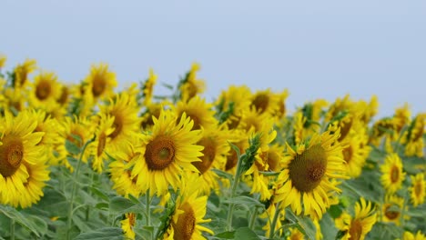 camera zooms in to reveal this lovely common sunflowers and a blue morning sky, helianthus annuus, thailand