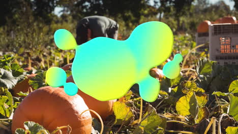 animación de salpicaduras azules y amarillas sobre el hombre que trabaja en el campo de calabazas