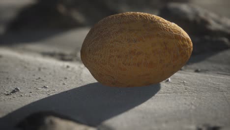 Desert-melon-on-the-sand-beach