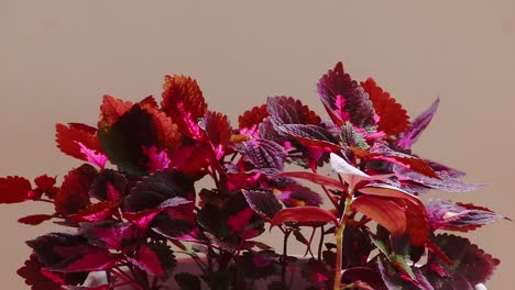 Close-up-of-vibrant-colored-Coleus-plants,-also-known-as-Mayana-and-the-painted-nettle-against-white-background