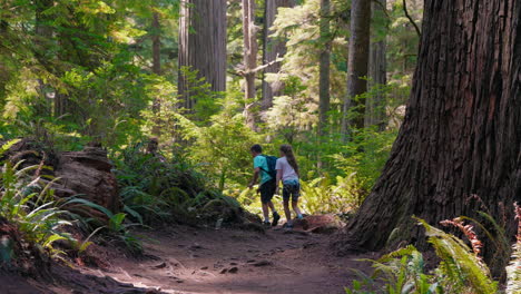walking through nature a family day in the redwood groves