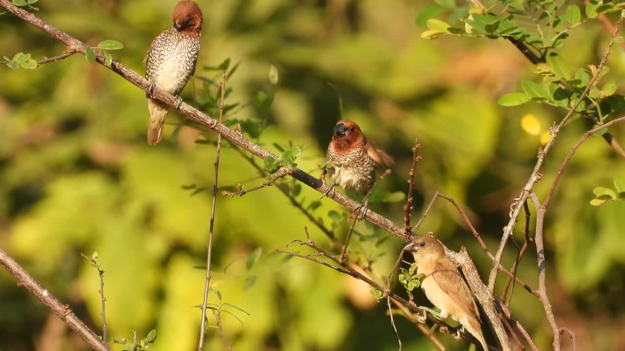 grupo de munia de pechos escamosos jugando