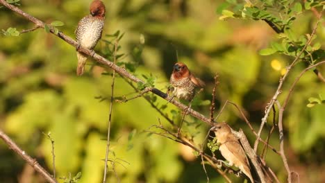 grupo de munia de pechos escamosos jugando