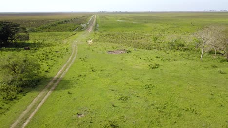 Wetlands-of-northeast-Argentina-shooted-with-drone