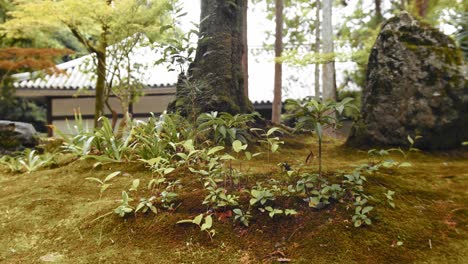 slide shot of small plants in kyoto, japan 4k slow motion