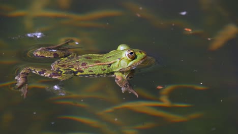 close up shot of wild frog relaxing on water surface during sunny day in pond