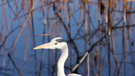 stork standing still among tall reeds