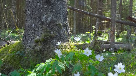 gorgeous low angle video of white wildflower moving in the wind on a mossy and grassy sun covered forest floor during spring or summer time with background slightly blurred and a large tree in front.