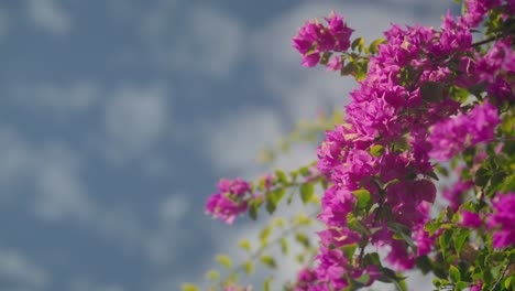 Schöne-Violette-Blumen-Bougainvillea-An-Einem-Perfekten-Sonnigen-Tag,-Mit-Blick-Auf-Den-Himmel,-Slowmo