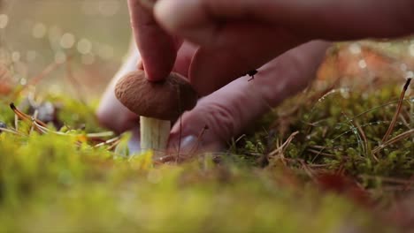 man cuts a mushroom with a knife in the autumn forest.