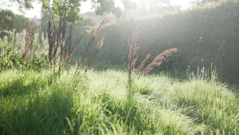 sunny garden meadow