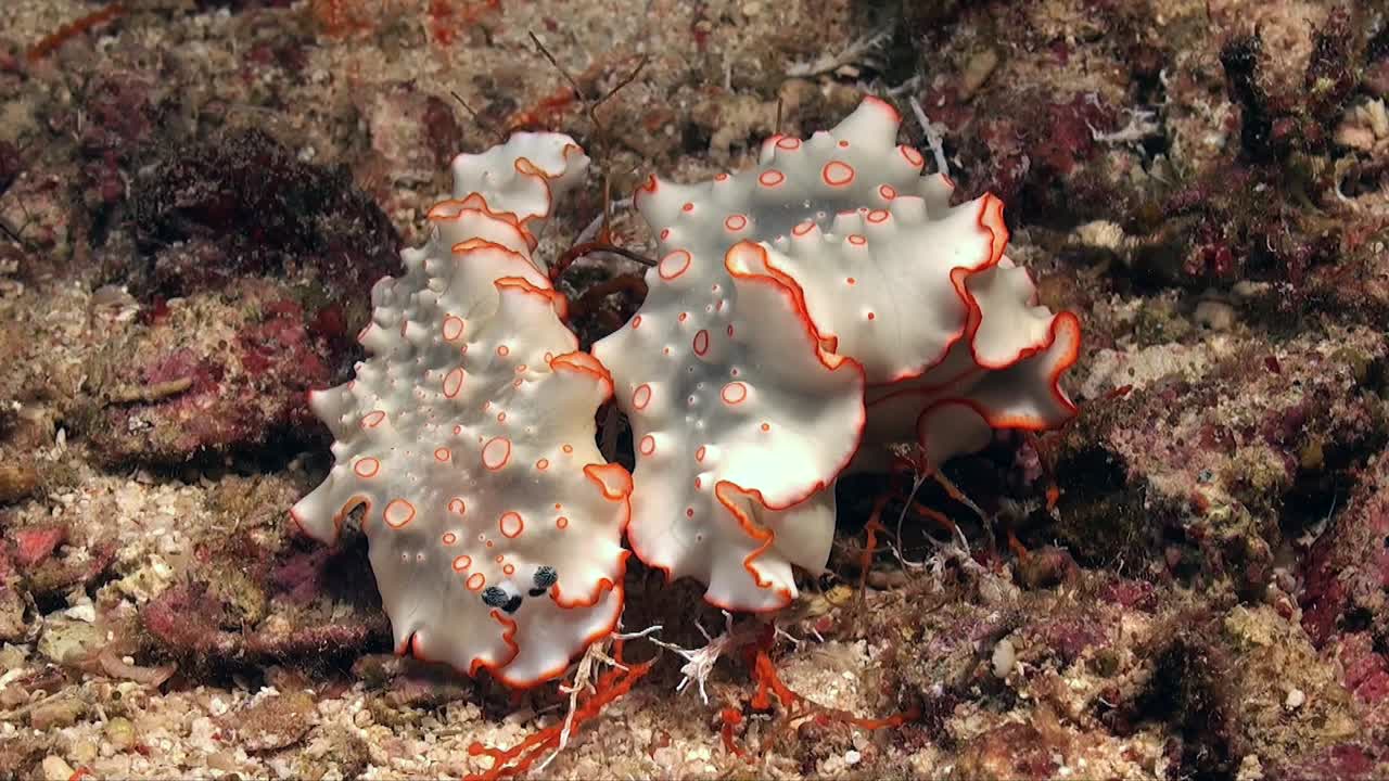 dos nudibranquios blancos y naranjas en un arrecife de coral en el mar rojo