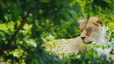 lioness resting in the thicket of the jungle
