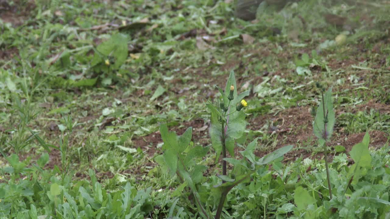 cerca de un devorador de malezas de gasolina operado por un trabajador del consejo