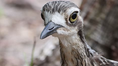 vistas detalladas de las expresiones cambiantes de un pájaro