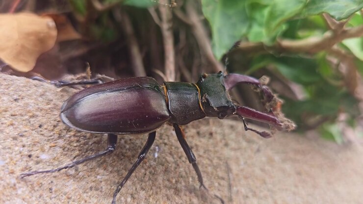 Macro primo piano di un cervo volante maschio (Lucanus cervus) che riposa immobile sul bordo di un muro di pietra, evidenziando le sue grandi mandibole, l'esoscheletro lucido e l'habitat naturale