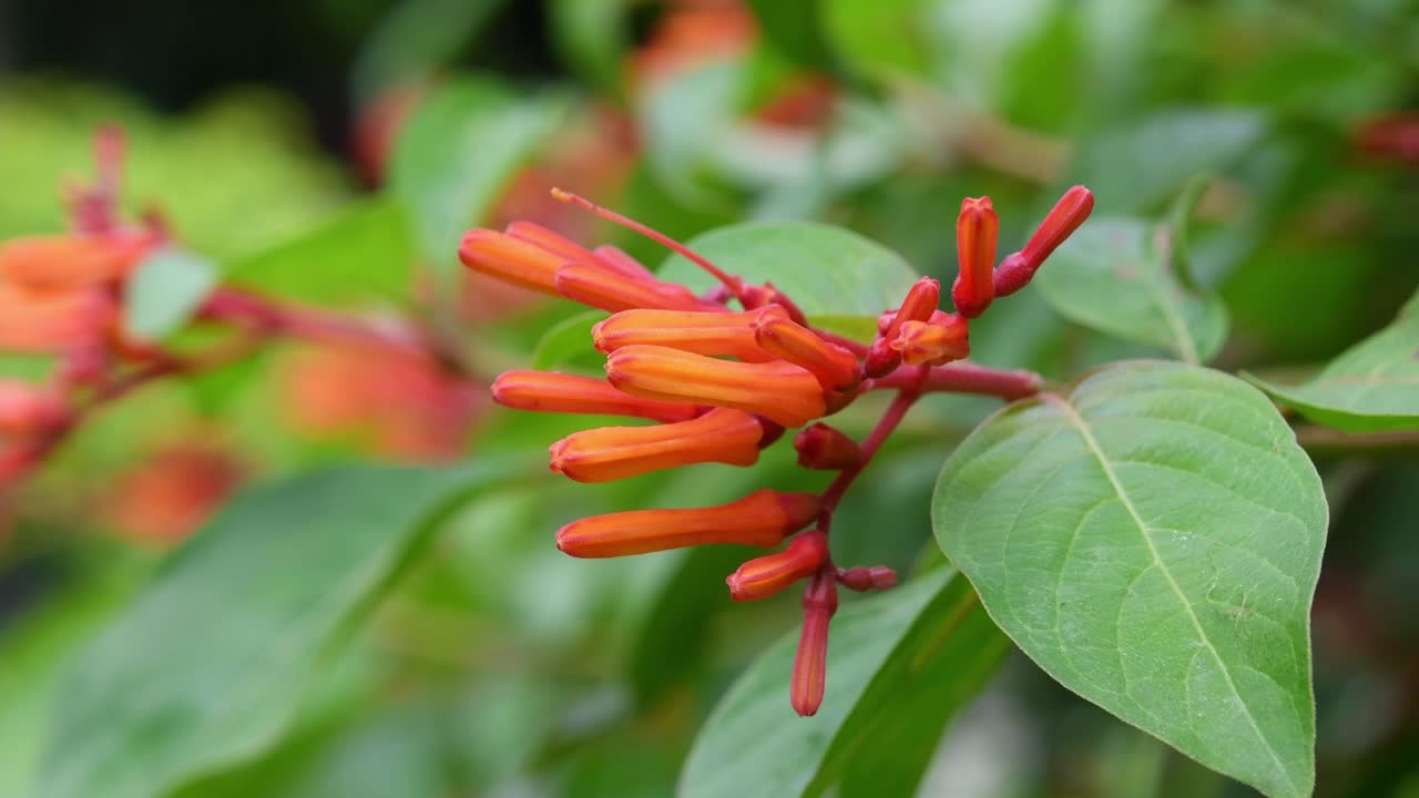 4k primer plano paisaje natural tiro de hermoso firebush escarlata floreciente