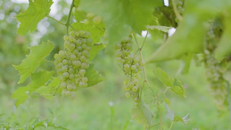 Vides-De-Uva-De-Vino-Con-Uvas-En-Crecimiento-En-El-Sur-De-Canadá-A-Principios-Del-Verano