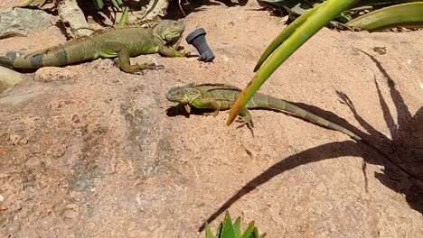 Bearded-dragons-move-through-a-zoo-enclosure-in-Morocco