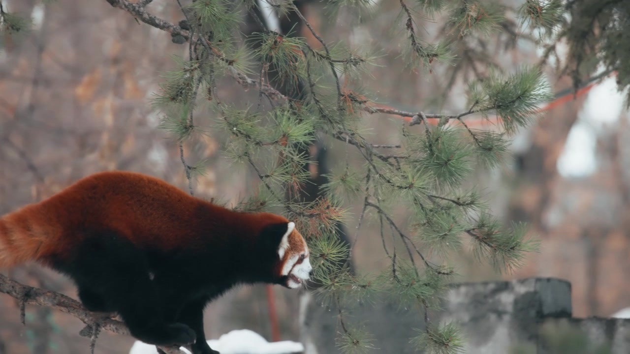 Panda rosso che cammina su un sottile ramo di pino nel bosco