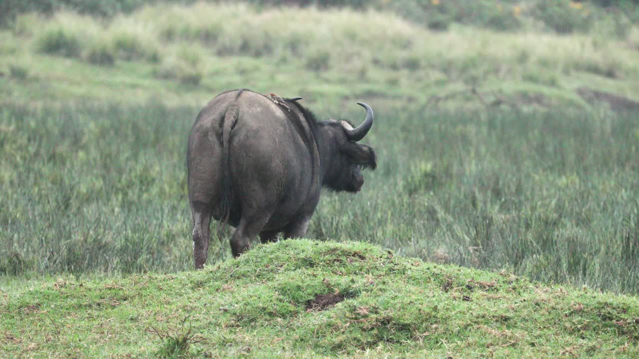 vista trasera de un búfalo africano caminando hacia el campo de hierba del parque nacional de aberdare en kenia