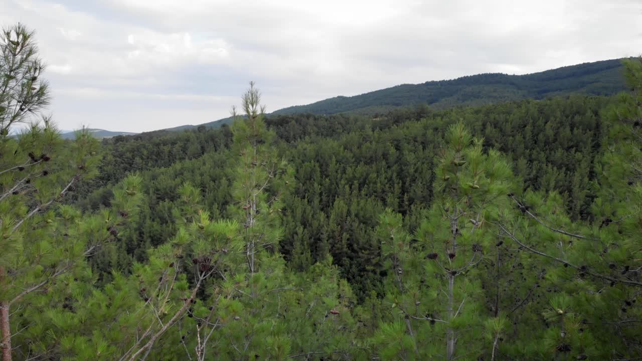 video de un avión no tripulado pasando por altos pinos que revelan un denso bosque en un día de verano