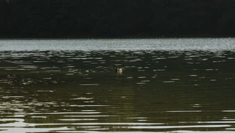 Enten-Am-Kashiubian-Deep-Lake-1