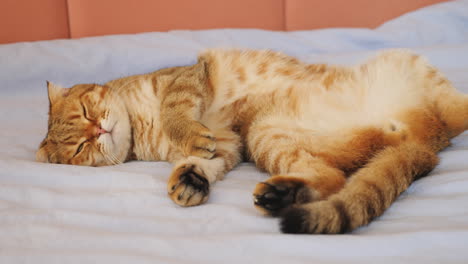 sleepy british shorthair cat on a bed