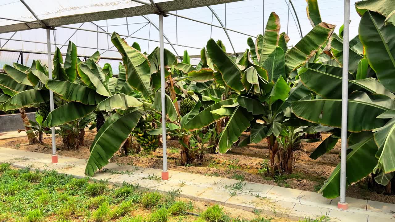 Close-up of banana trees growing in a greenhouse with visible fruit bunches. Ideal for agricultural, educational, or environmental content. Crisp 4K footage with natural lighting.