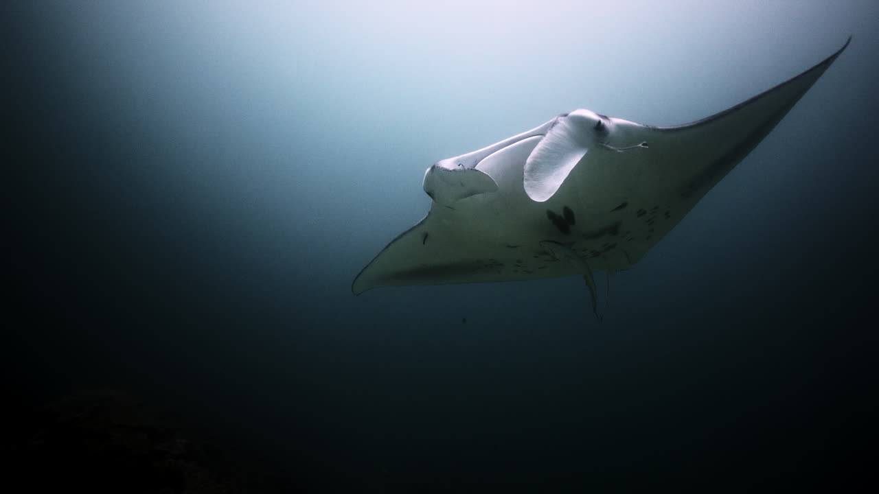 산호초 청소 스테이션의 쥐가오리